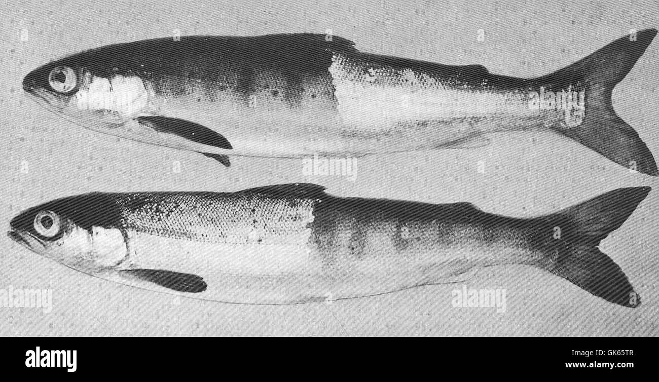 49716 Jungfische beschränkt bis zum 6. Juni mit der silbernen Schuppen abgenommen, zeigen das Parr Bänder unten Stockfoto
