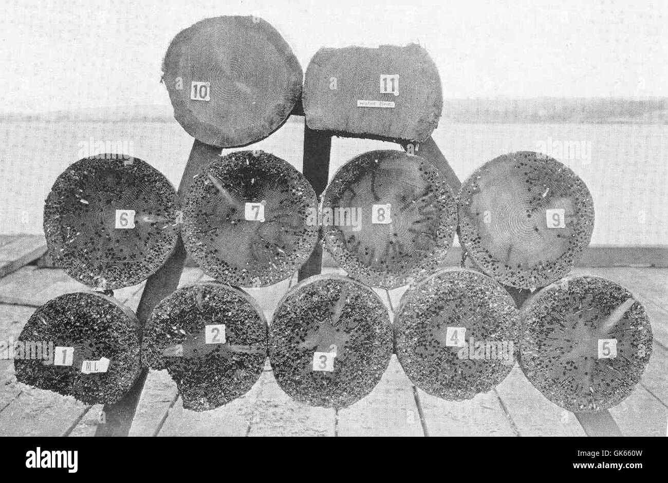 49810 Fender Haufen, Shell Oil Company dock, Martinez, Kalifornien Abschnitte drei Füße auseinander, Schlamm-Linie zu hoch Wasser November 1920 Hinweis Stockfoto