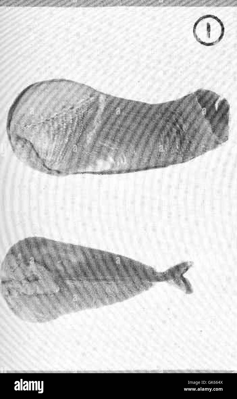 Pholadidea penita, eine Muschelart, wird in der dorsalen und seitlichen Ansicht gezeigt. Diese Art zeichnet sich durch ihr Grabverhalten aus, indem sie Tunnel in weichen Sedimenten bildet und eine Rolle für die Stabilität der Sedimente in Meeresökosystemen spielt. Stockfoto