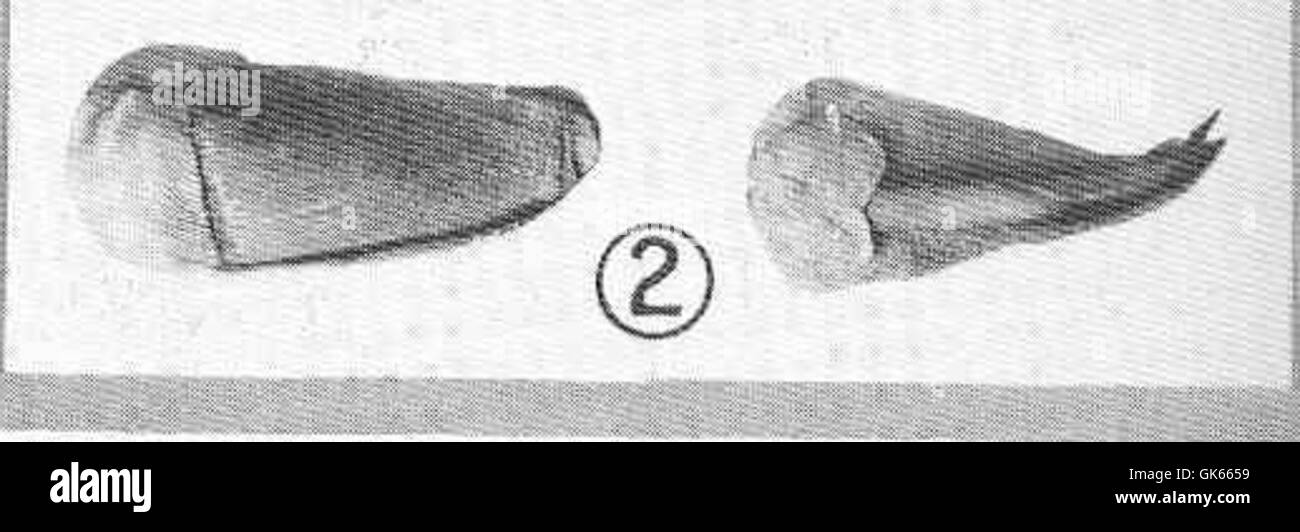 Martesis striata ist eine Art von Meereswurm, die für ihren segmentierten Körper und ihre charakteristischen Streifen bekannt ist. Diese Ansichten zeigen sowohl die seitliche als auch die dorsale Perspektive und zeigen ihre einzigartigen physischen Eigenschaften. Stockfoto