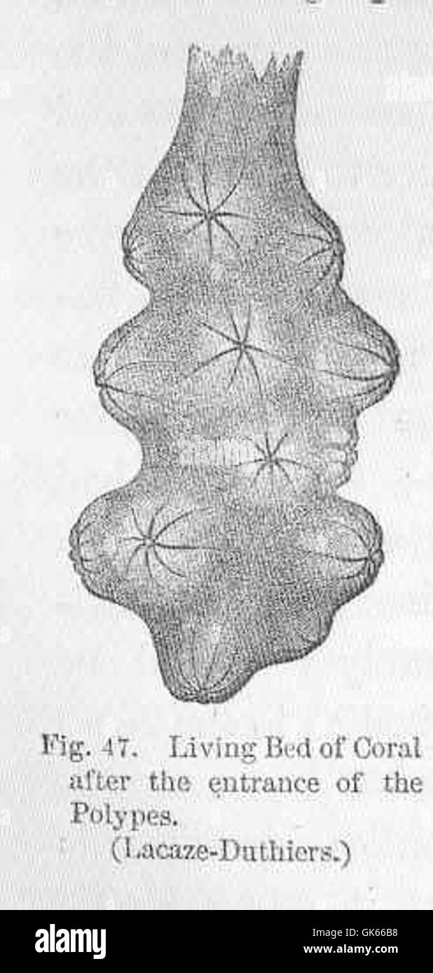 Lacaze-Duthiers dokumentierte das lebende Korallenbett, ein blühendes Unterwasser-Ökosystem, das von Korallenpolypen gebildet wird. Korallenriffe spielen eine entscheidende Rolle für die biologische Vielfalt der Meere, da sie Lebensraum und Nahrungsquellen für unzählige Arten bieten. Stockfoto