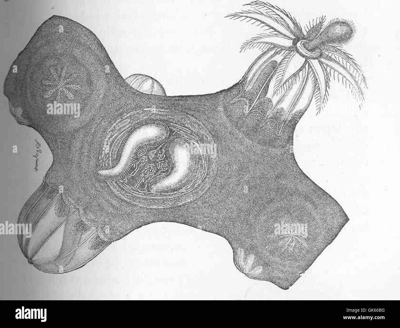 Die Geburt der korallinen Larven (Lacaze-Duthiers) markiert den Beginn des Lebenszyklus dieser Meeresorganismen, die für die Entwicklung von Korallenriffen von entscheidender Bedeutung sind. Stockfoto