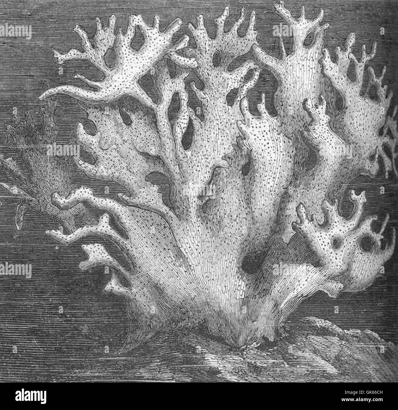 Millepora alciornis, allgemein bekannt als Feuerkoralle, ist eine Art, die in den tropischen Riffen des Indo-Pazifik zu finden ist. Sie zeichnet sich durch ihre stechenden Zellen aus, die eine Bedrohung für menschliche Taucher darstellen. Stockfoto