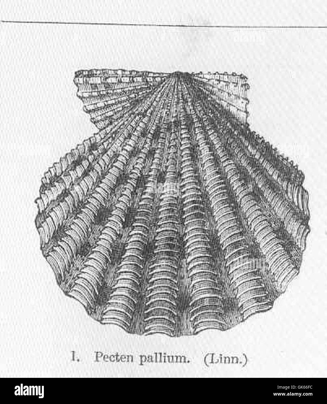 Pecten pallium (Linn), eine Jakobsmuschelart, ist dargestellt. Diese Art zeichnet sich durch ihre charakteristische Fächerform aus und kommt in europäischen und nordamerikanischen Gewässern häufig vor. Stockfoto