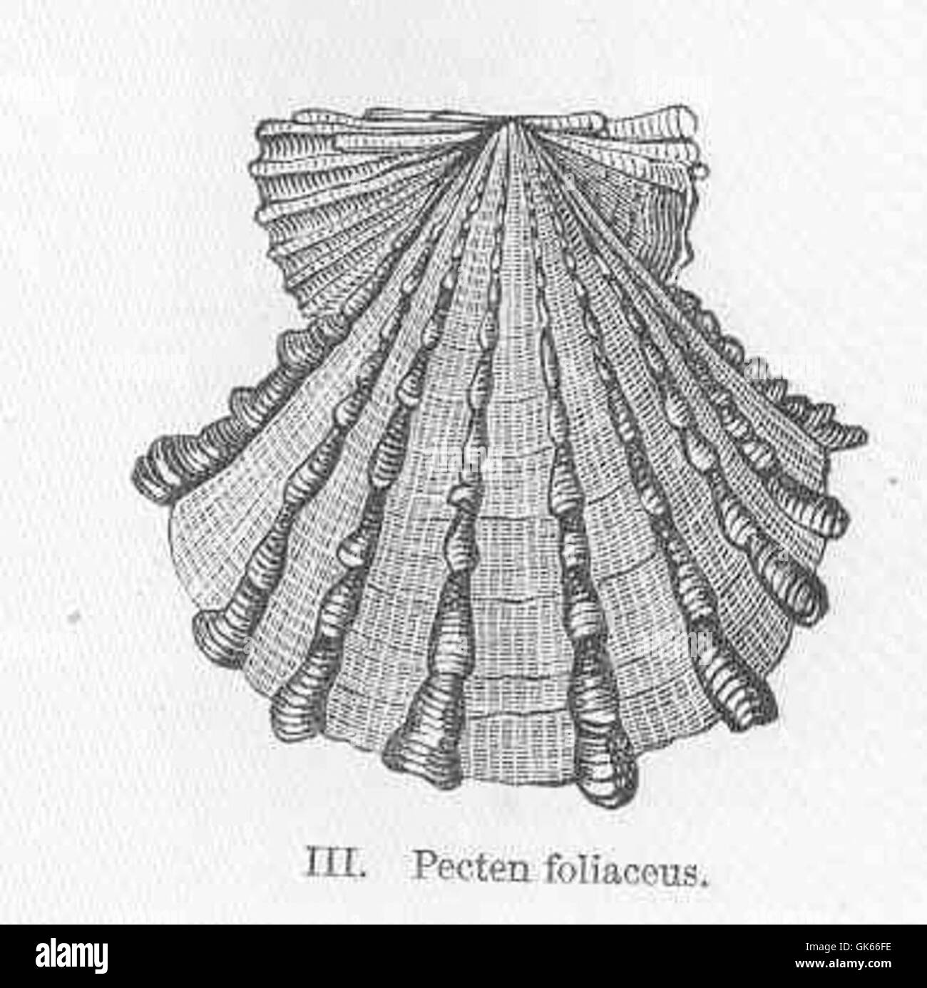 *Pecten foliaceus*, eine Jakobsmuschelart, wird an ihrer fächerförmigen Schale erkannt und kommt in kälteren Meeresumgebungen vor. Es spielt eine Rolle in benthischen Ökosystemen als Filterzuführung. Stockfoto