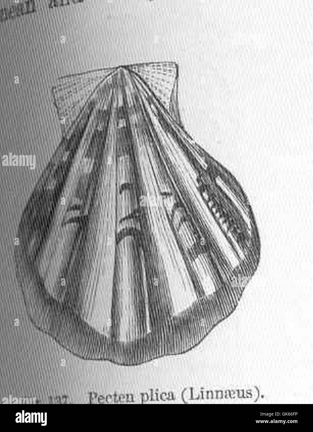 Pecten pilca, oder Pilca Jakobsmuschel, ist eine Art von Jakobsmuschel, die in Meeresgebieten vorkommt. Diese Art ist für ihre charakteristische fächerförmige Schale bekannt und ist ein wichtiger Bestandteil der Meeresfutternetze und wird für kommerzielle Zwecke geerntet. Stockfoto