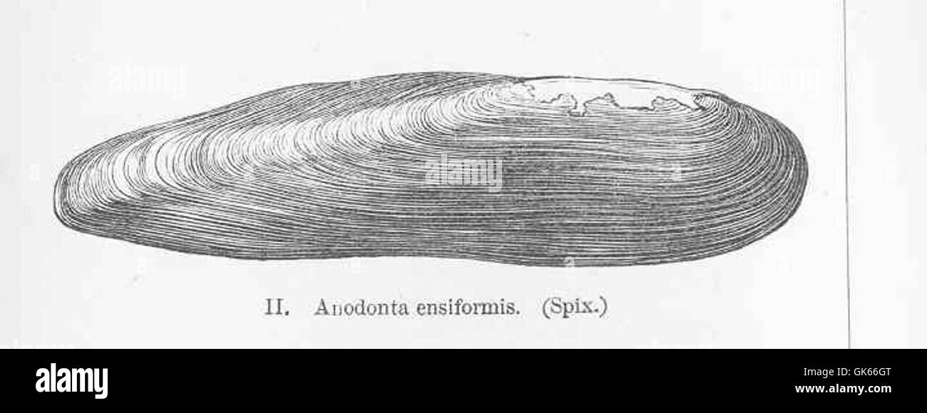 50187 Anodonta Enaiformis (Spix) Stockfoto