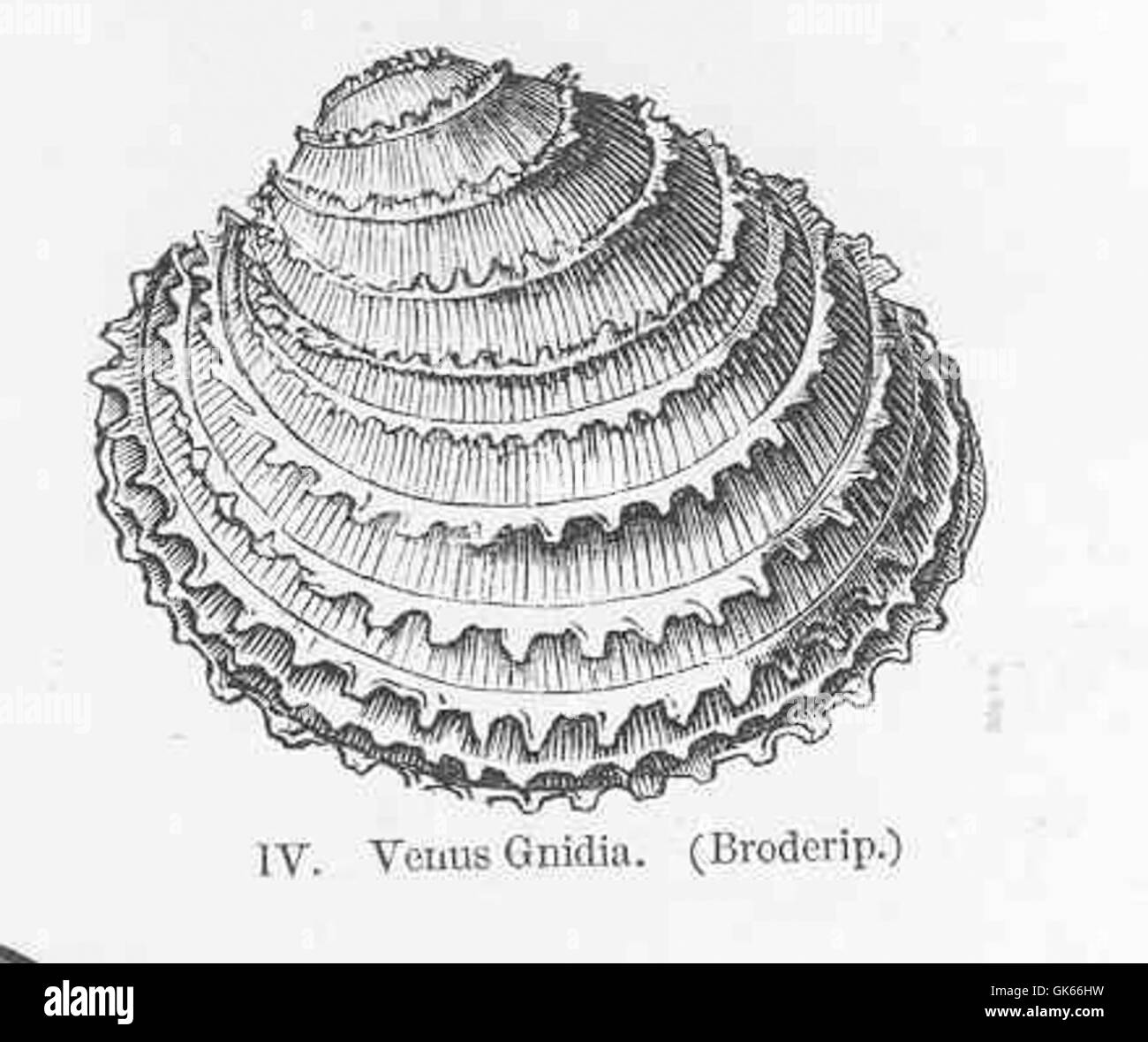 Venus Gnidia (Broderip), eine Muschelart, die sich durch ihre glatte, ovale Schale auszeichnet. Diese Art kommt in flachen Gewässern vor, wo sie Nahrung aus dem Wasser filtert. Stockfoto