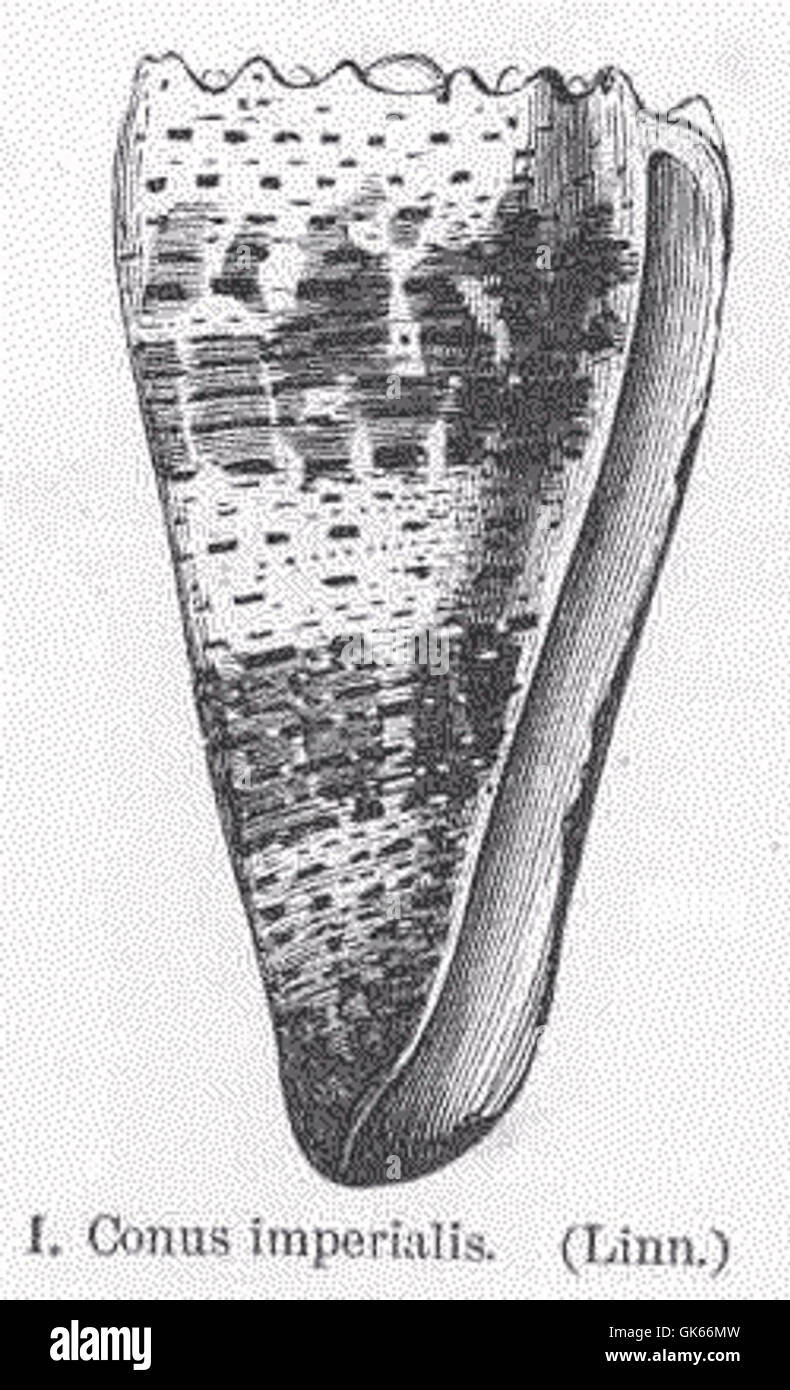 Conus imperialis, eine Spezies räuberischer Meeresschnecken, die für ihren giftigen Stich bekannt ist. Sie findet sich in tropischen und subtropischen Gewässern und verwendet sein Toxin, um Beute zu fangen und spielt eine Rolle in Meeresnahrungsnetzen. Stockfoto