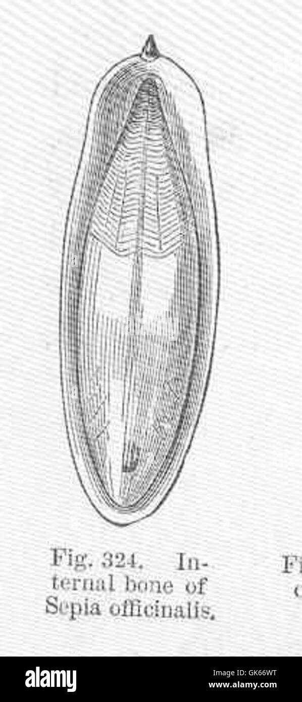 Der innere Knochen des Tintenfisches, Sepia officinalis, ist ein wichtiges anatomisches Merkmal, das bei der Auftriebregulierung verwendet wird. Diese Art gehört zur Cephalopoden-Klasse und ist bekannt für ihr fortgeschrittenes Verhalten und ihre Physiologie. Stockfoto