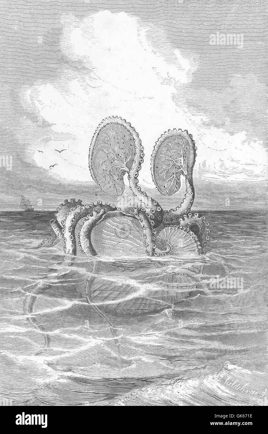 Der Argonaut, ein Oktopus, der für seine einzigartige Muschel bekannt ist, wird auf dem offenen Meer dargestellt. Diese Meeresbewohner sind bekannt für ihre Fähigkeit, eine Schutzhülle zu schaffen, die sie bei ihrer Bewegung durch das Wasser trägt. Stockfoto