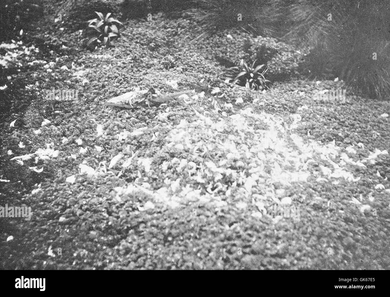 Federn eines Sturmvogels, der von einer Skua-Möwe auf der Enttäuschung Island auf den Auckland Islands gerupft wurde, zeigen das räuberische Verhalten der Skua und das lokale Leben der Seevögel. Stockfoto