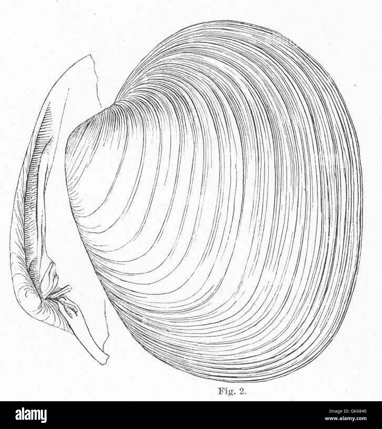 Der Quahaug (Saxidomus nuttalli), der im Puget Sound gefunden wird, ist eine Muschelart, die für ihre dicken Muscheln bekannt ist. Er wird häufig zu kommerziellen Zwecken geerntet und ist ein wichtiger Bestandteil der Muschelindustrie in der Region. Stockfoto