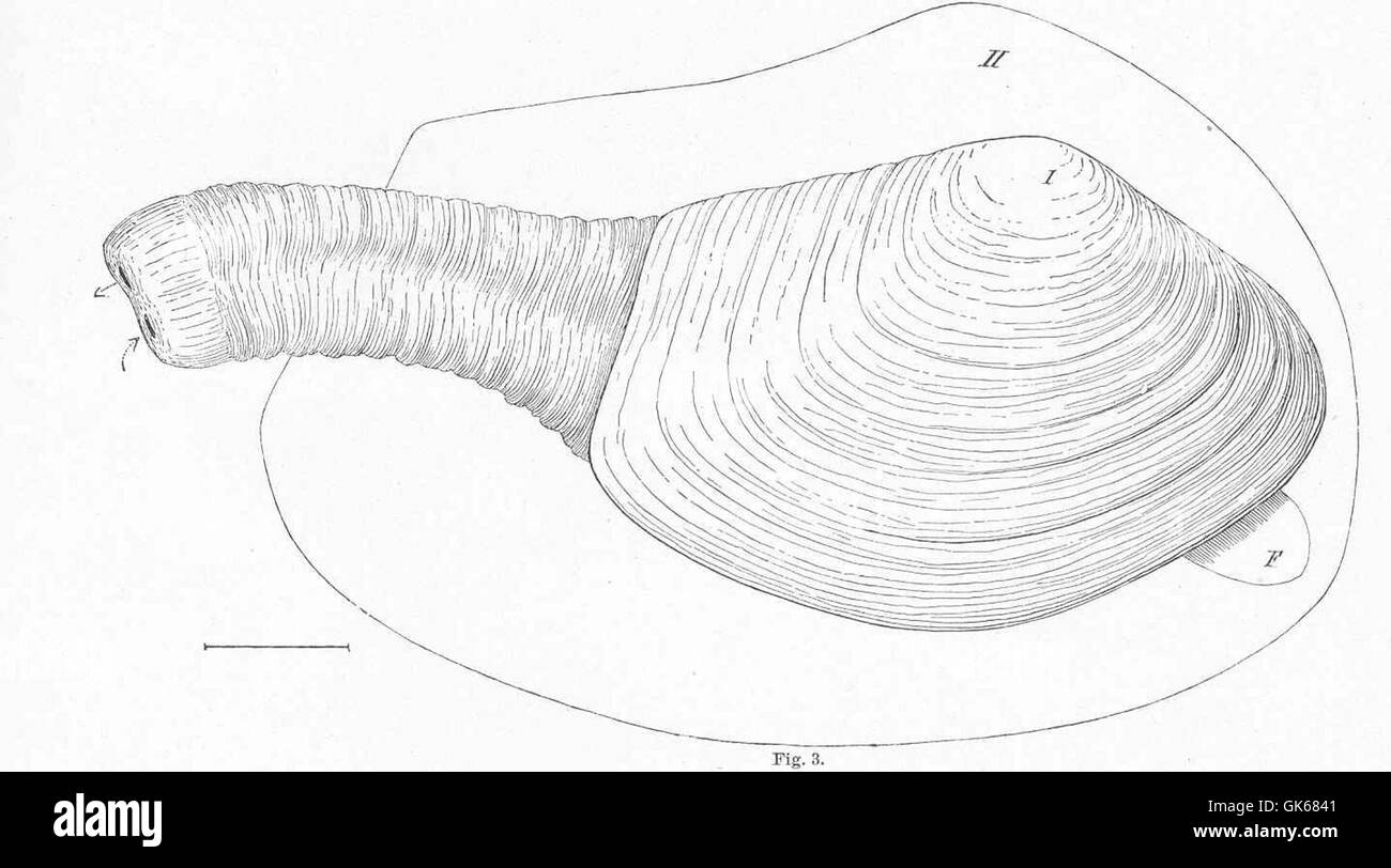 Die Gaper Clam (Schizoth aerus nuttalli), die an der Westküste der Vereinigten Staaten vorkommt, ist eine große Muschel, die für ihre charakteristische Muschel und ihre Rolle in lokalen Meeresökosystemen bekannt ist. Stockfoto