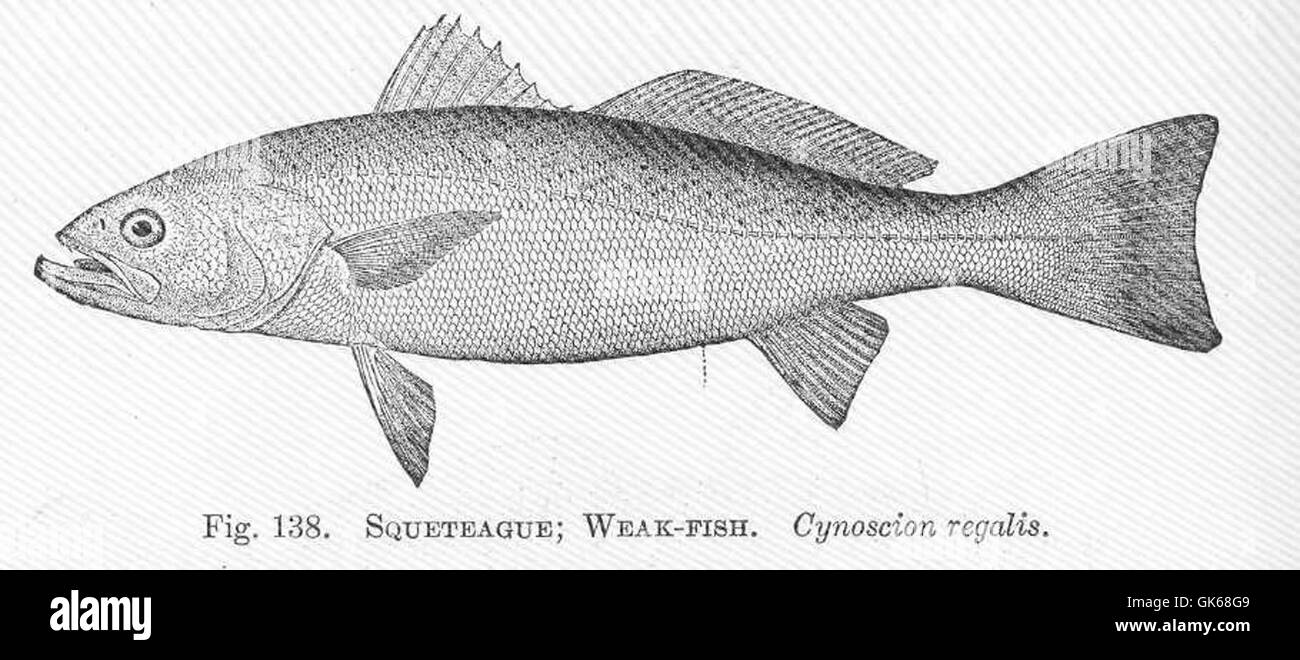 51477 Squeteague; Schwach-Fisch Cynoscion regalis Stockfoto
