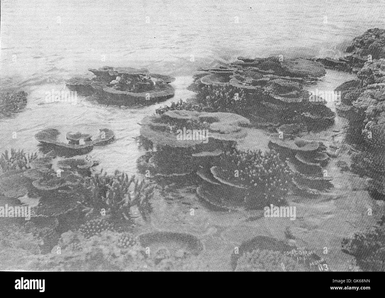 Ein Korallenriff in Apia, gelegen in Samoa, bietet lebendige Unterwasserwelt und Artenvielfalt. Das Riff ist ein wichtiger Lebensraum für zahlreiche Meeresarten und spielt eine wichtige Rolle beim Küstenschutz. Stockfoto