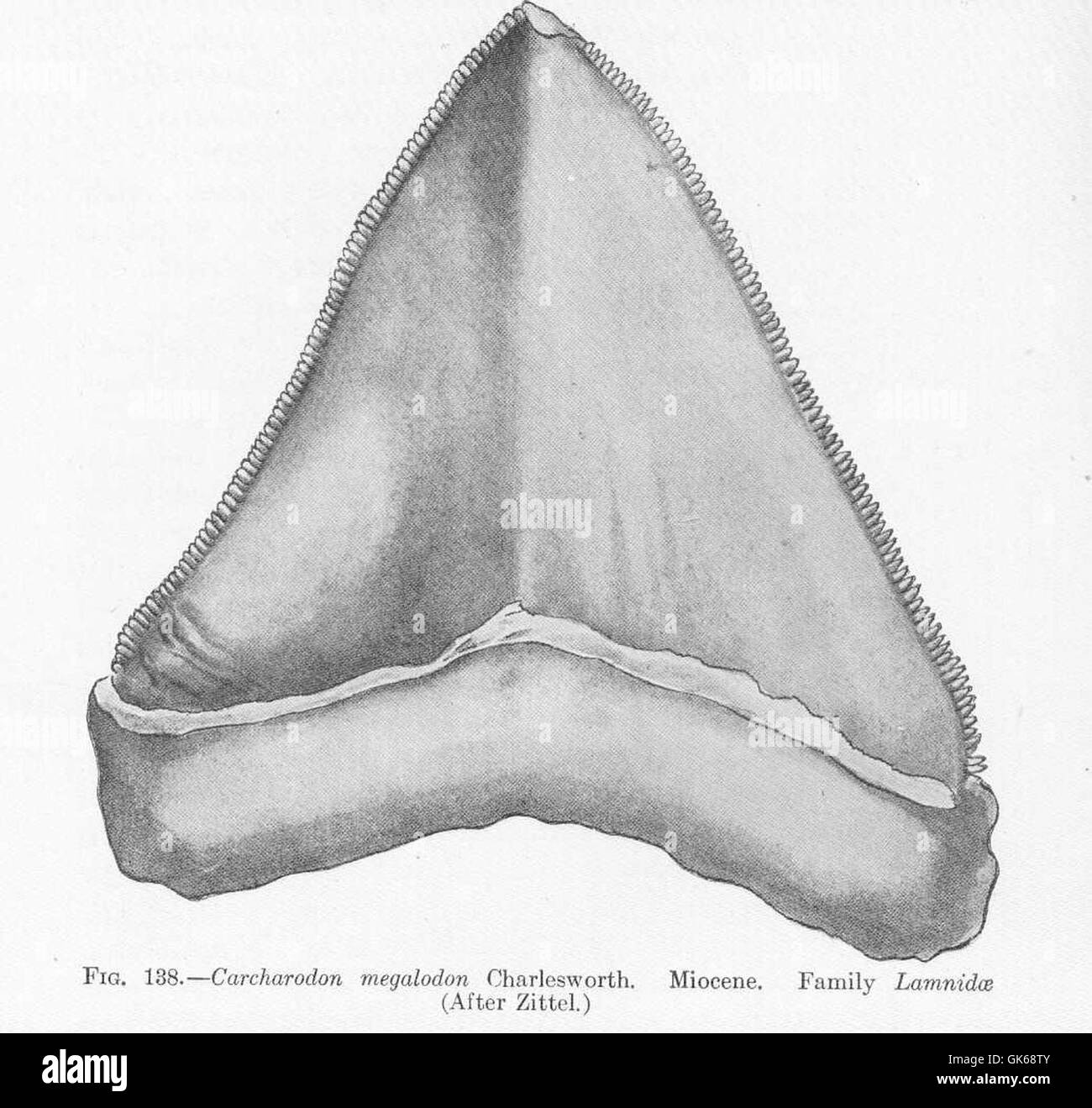 Eine Illustration von Carcharodon Megalodon, einem riesigen prähistorischen Hai aus dem Miozän. Als Teil der Familie der Lamnidae war sie eines der größten und mächtigsten Raubtiere der Meeresgeschichte. Stockfoto