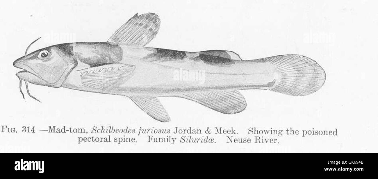 Der Mad-tom (Schilbeodes furiosus) ist eine Art von Welsen, die für ihre giftigen Bruststacheln bekannt ist. Sie kommt in Süßwasserumgebungen vor und spielt eine wichtige Rolle in lokalen Ökosystemen. Stockfoto