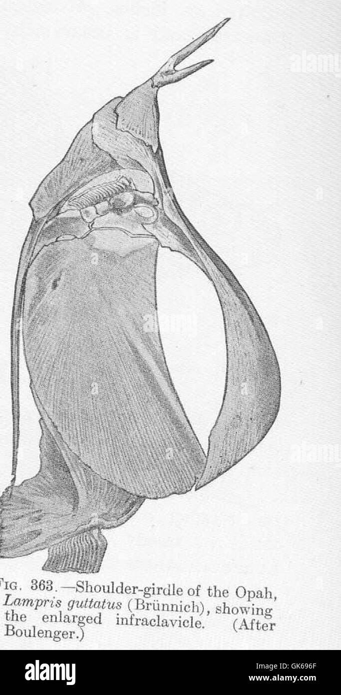 51901 Schultergürtel der Opah, Lampris Guttatus (Brunnich), zeigt die erweiterten infraclavicle Stockfoto