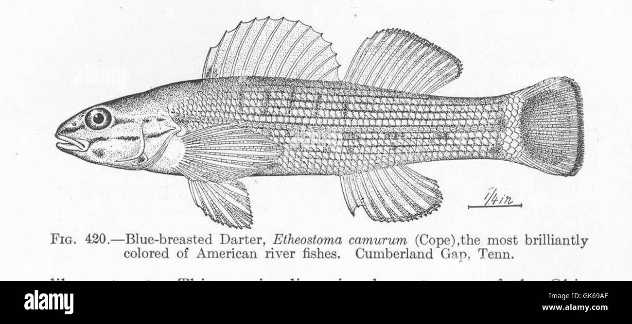 Der Blaubreasted Darter (Etheostoma camurum) gilt als einer der am brillantesten gefärbten Fische in amerikanischen Flüssen. Diese Art ist bekannt für ihre leuchtenden blauen und orangen Markierungen, die häufig in klaren, schnell fließenden Flüssen im Südosten der Vereinigten Staaten vorkommen. Stockfoto