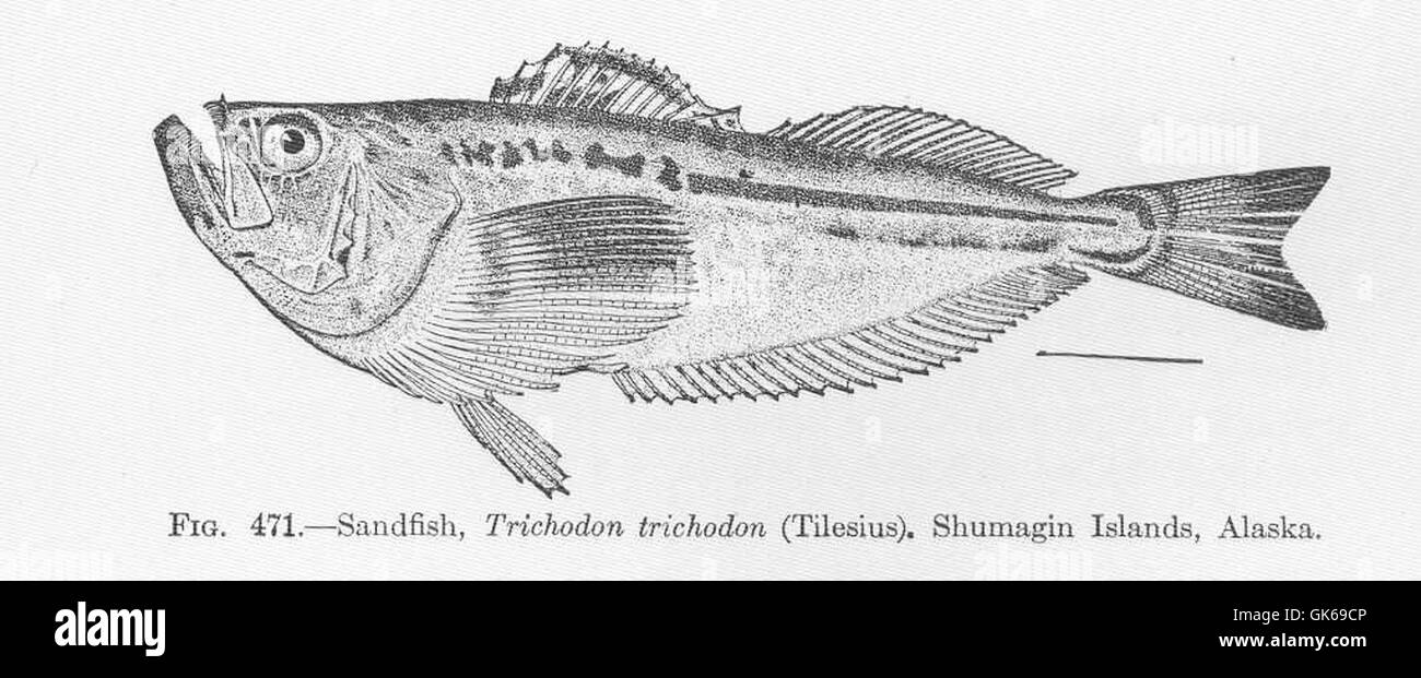 52043 Sandfish, Trichodon Trichodon (Tilesius) Shumagin Islands, Alaska Stockfoto