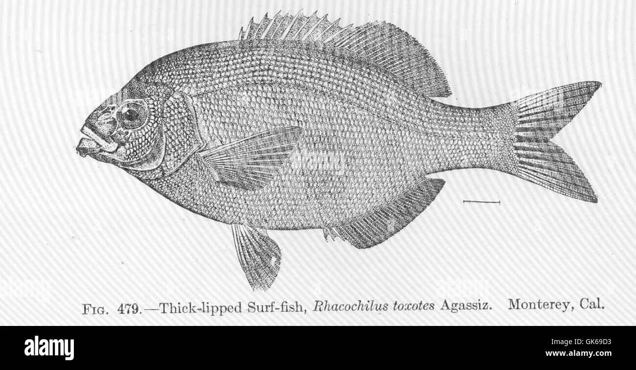 52051 dicken Lippen Surf-Fisch, Rhacochilus Toxotes Agassiz Monterey, Cal Stockfoto