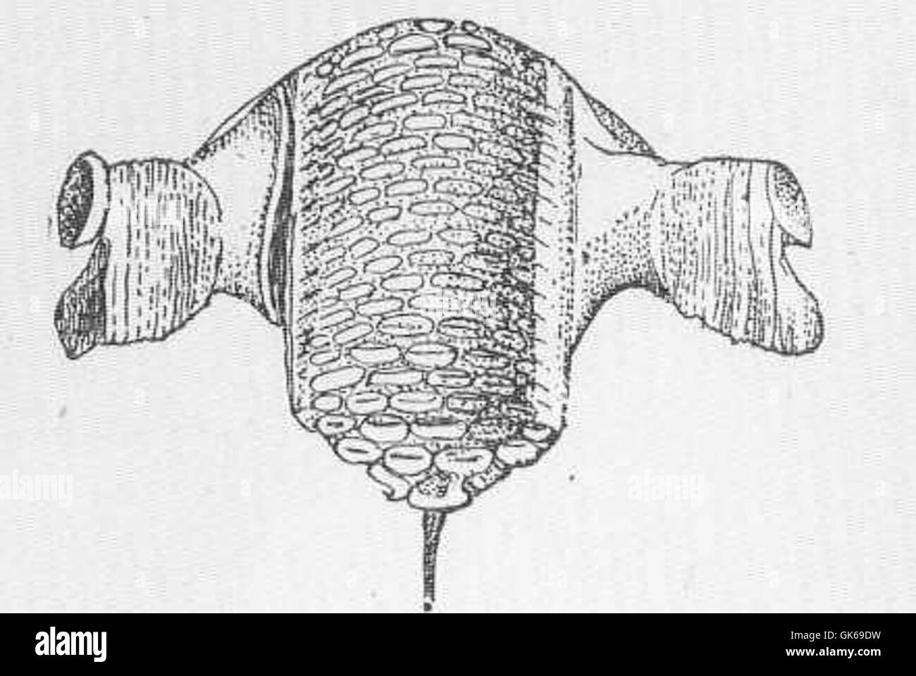 Hier werden die unteren Rachenknochen von Scarus strongylacephalus, einer Papageienart, untersucht. Papageienfische sind bekannt für ihre speziellen Zähne und robusten Kiefer, die es ihnen ermöglichen, sich von Hartkorallen und Algen zu ernähren. Stockfoto