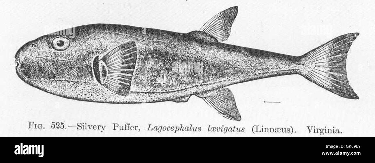 52097 silbrig Kugelfisch, Lagocephalus Laevigatus b(Linnaeus) Virginia Stockfoto