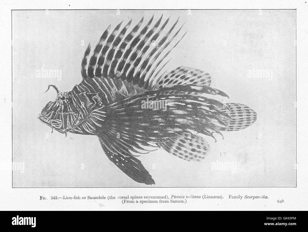 Der Löwenfisch (Pterois volitans) ist eine giftige Art aus der Familie der Scorpaenidae, die für ihre verzierten Dorsalstacheln bekannt ist. Dieser Fisch ist im Indopazifik beheimatet, hat sich aber in andere Regionen ausgebreitet und stellt oft eine ökologische Bedrohung dar. Stockfoto