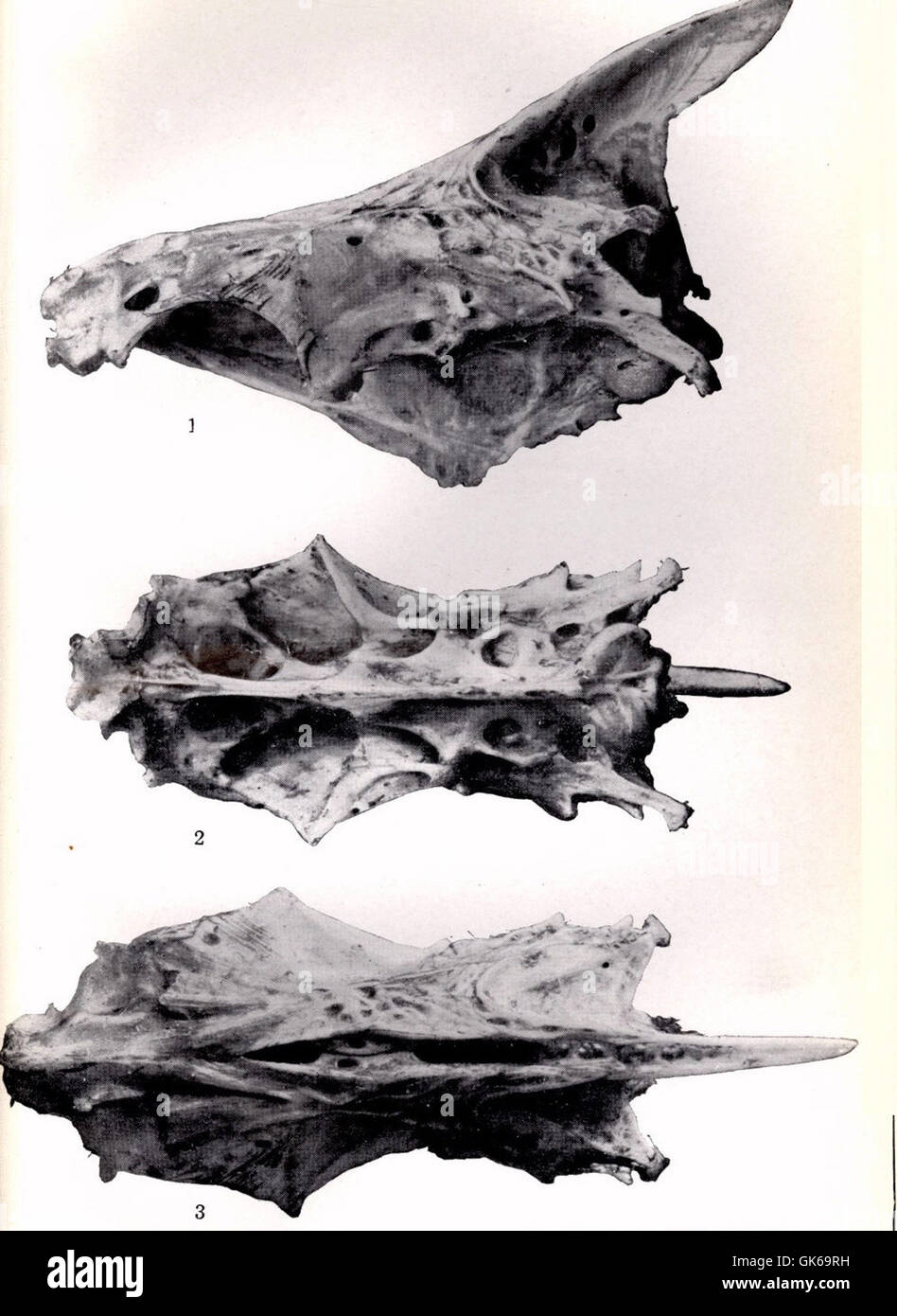 *Serrasalmo humeralis*, wie von Cuvier und Valenciennes beschrieben, ist eine Fischart. Das abgebildete Exemplar enthält laterale, ventrale und dorsale Ansichten des Schädels und bietet detaillierte anatomische Einblicke. Stockfoto