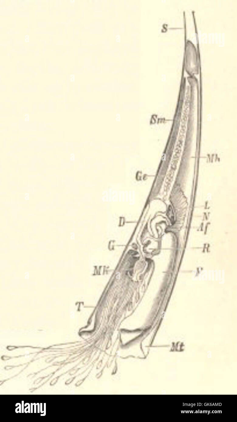 52873 man, wie im Längsschnitt (außer dem Fuß) gesehen-S, Shell, Mt, Mantel; SA, Shell Muskel; MH, Mantel-Hohlraum; F, Fuß Stockfoto