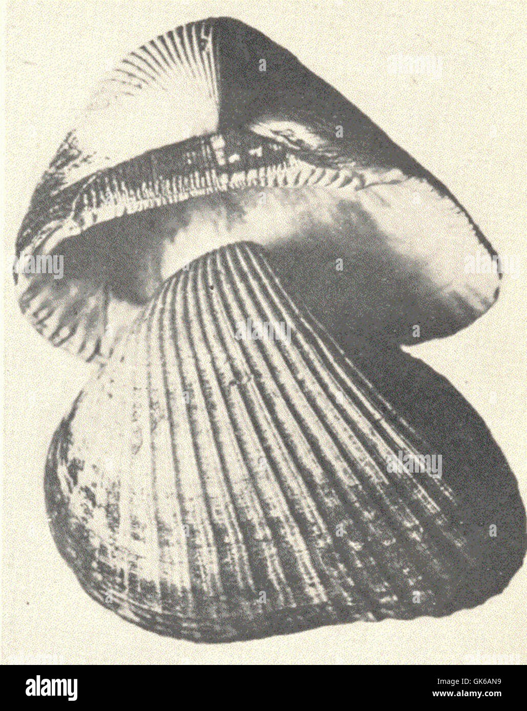 ARCA ponderosa, auch bekannt als die riesige Arche Muschel, ist eine große Muschel, die in Küstengewässern zu finden ist. Seine markante, schwere Schale und seine große Größe machen ihn zu einem wichtigen Teil des Ökosystems. Stockfoto