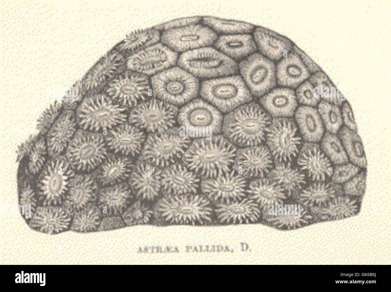Eine Illustration von Astraea pallida, einer antiken botanischen Art, dargestellt in einer alten Handschrift. Die detaillierte Skizze hebt die einzigartigen Merkmale dieser Art hervor, die mit kunstvoller Kalligraphie und künstlerischer Präzision erfasst wurden. Stockfoto