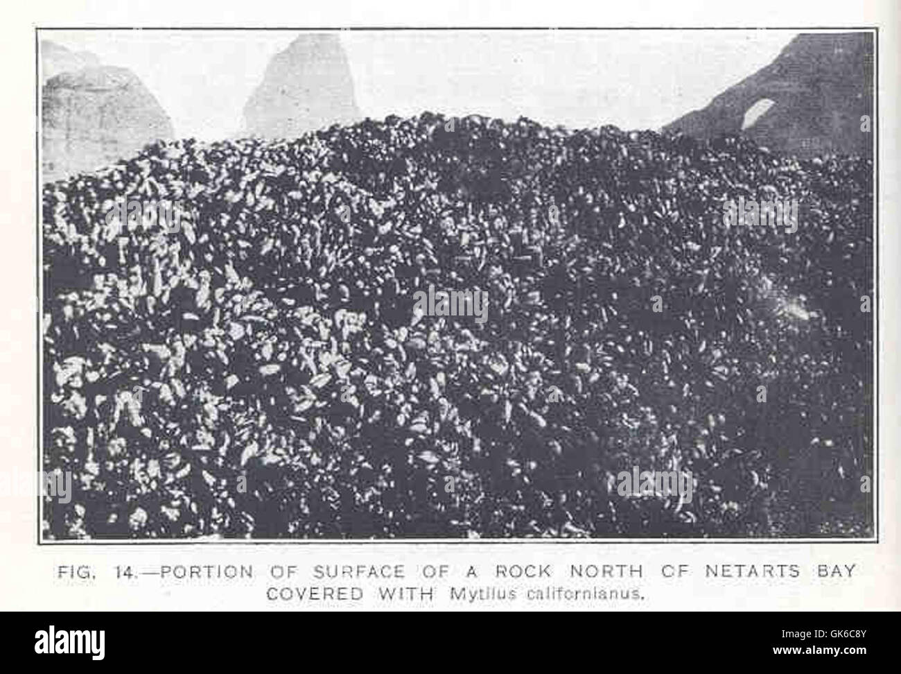 Ein Teil eines Felsens in der Nähe der Netarts Bay ist mit Mytilus californianus bedeckt, einer Muschelart, die an der Pazifikküste häufig vorkommt. Diese Art bildet dichte Betten und trägt zur Struktur der Küstenökosysteme bei. Stockfoto