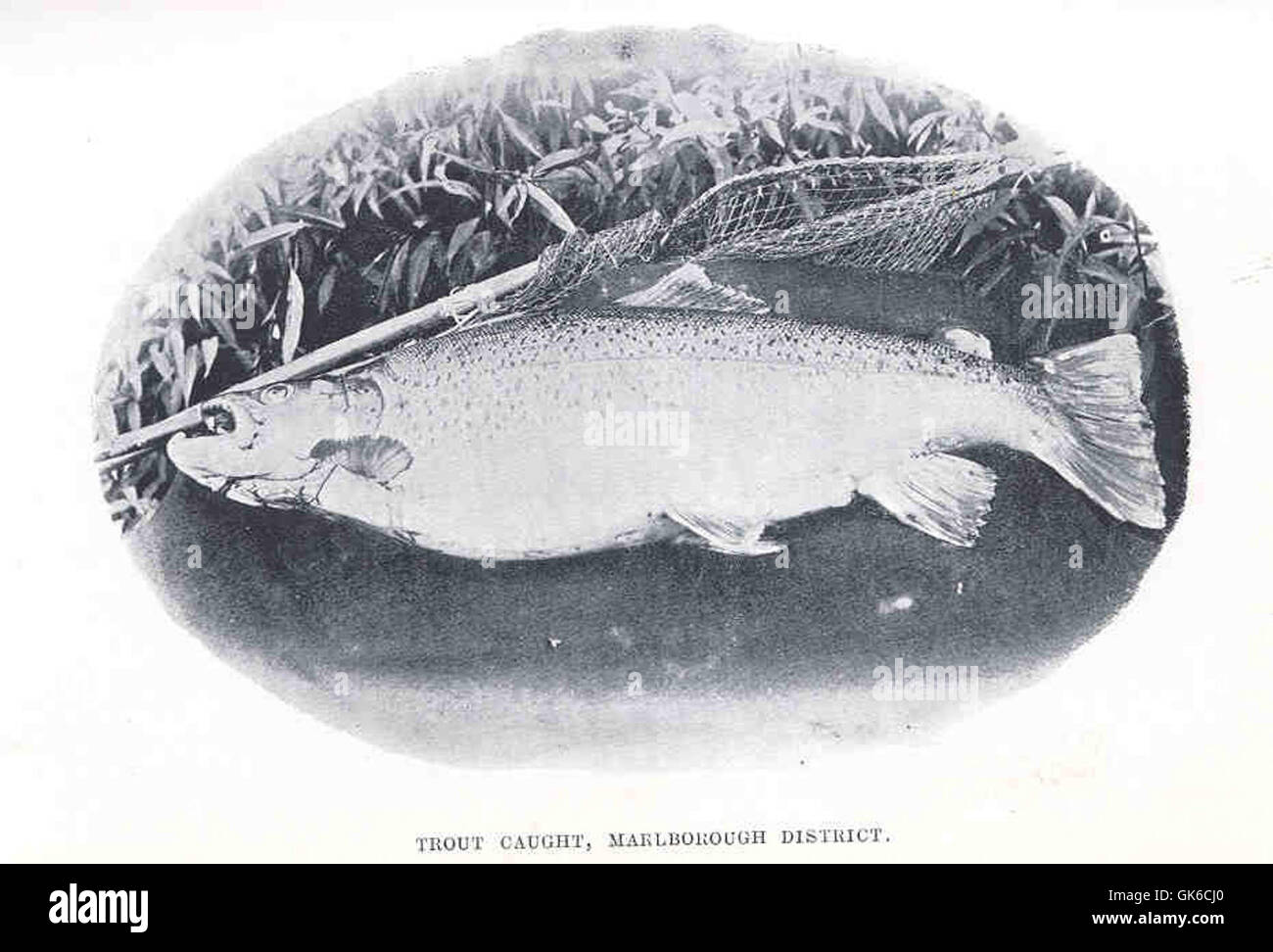 34984 Forelle gefangen, Marlborough District Stockfoto