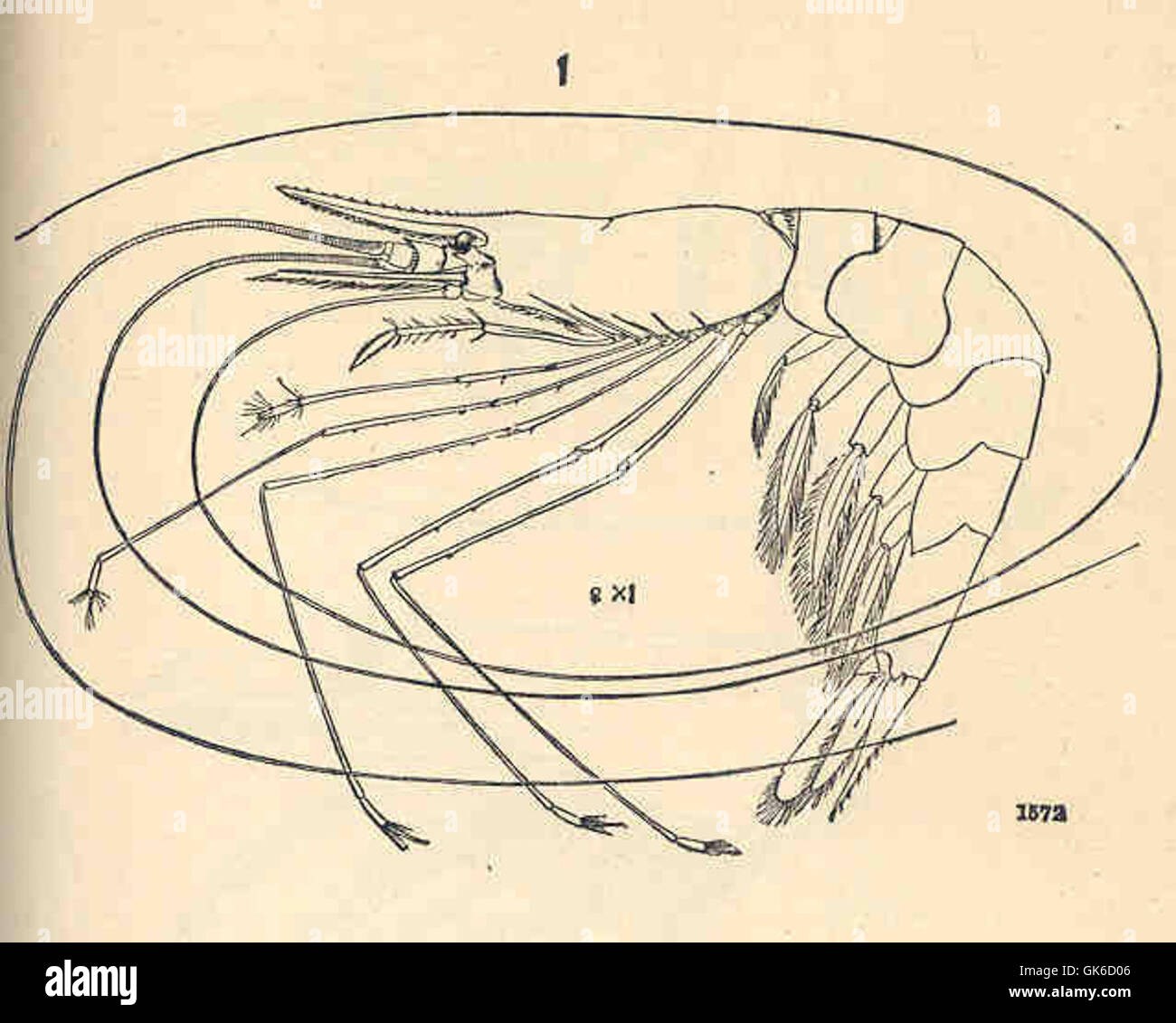 Nematocarcinus ensiferus ist eine Art von Tiefseegarnelen, die auf Station 2035 beobachtet wird. Diese seitliche Ansicht des Weibchens zeigt markante morphologische Merkmale, einschließlich seines langgestreckten Körpers und spezieller Anhängsel, die für Fortbewegung und Ernährung verwendet werden. Stockfoto