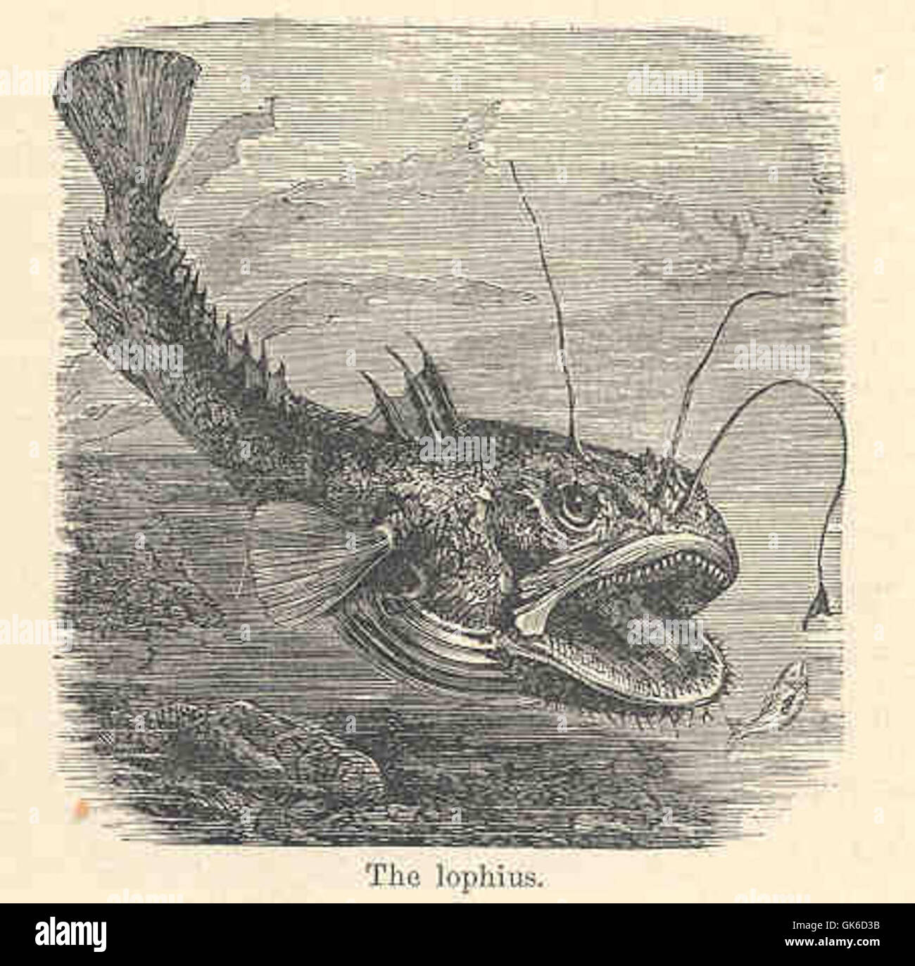 Lophius Ist Eine Gattung Von Tiefseefischen Allgemein Bekannt Als