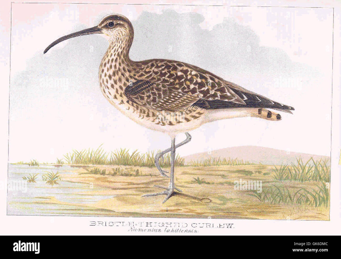 32852 Borsten-Thighed Brachvogel; Numenius tahitiensis Stockfoto