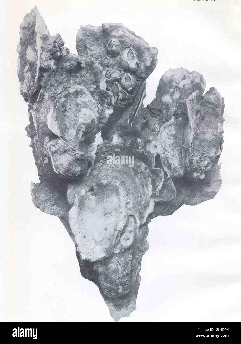 Eine Gruppe von neun vermarktbaren Austern aus dem Old Town Bed, bereit für die Ernte. Austern sind ein wichtiger Teil der Meeresfrüchte-Industrie und tragen sowohl zur Nahrungsmittelproduktion als auch zu den Meeresökosystemen bei. Stockfoto