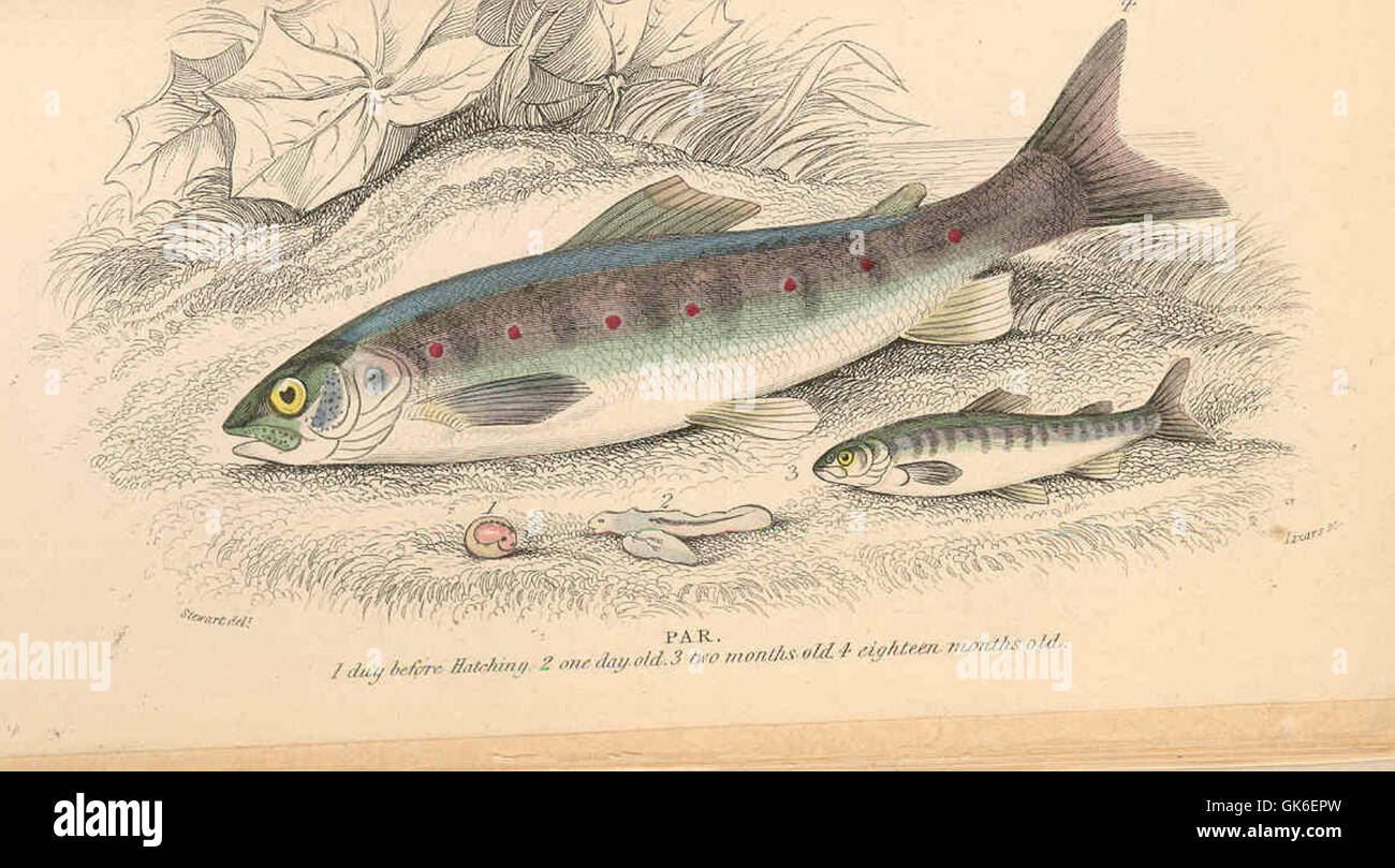 Dieses Bild zeigt ein Vogelpaar, oft ein Symbol für Einheit oder Gemeinschaft. Die Szene zeigt die natürliche Schönheit und das Verhalten dieser Vögel in ihrem Lebensraum. Stockfoto