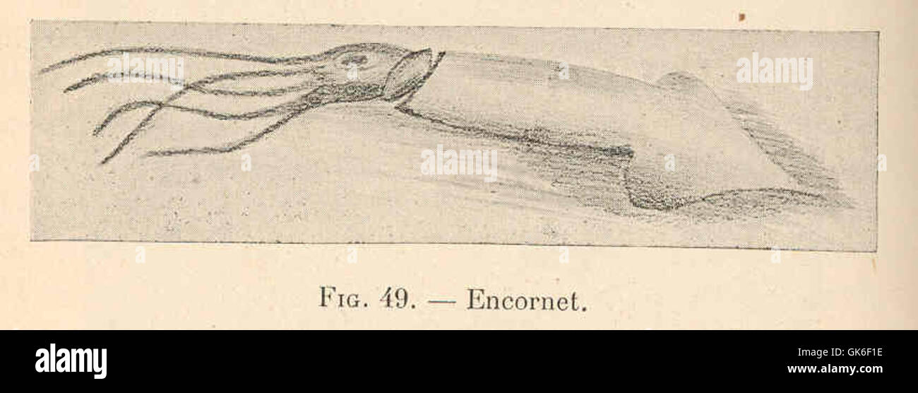 Encornet bezieht sich auf den gebräuchlichen Namen für verschiedene Tintenfischarten, insbesondere für den europäischen Tintenfisch, der für seine charakteristischen, langgestreckten Körper und seine Fähigkeit, die Farbe zu ändern, bekannt ist, die in gemäßigten Meeren vorkommen. Stockfoto