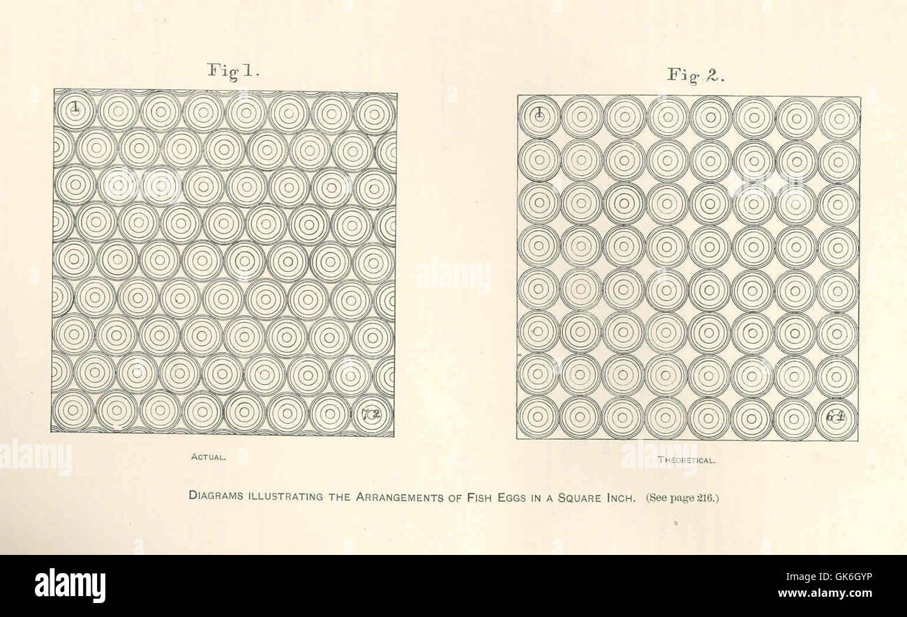 37851 Diagramme illustrieren die Anordnung der Fischeier in eine Suare Zoll Stockfoto
