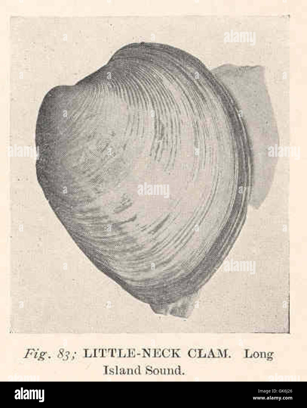 38540 little-Neck Clam Long Island Sound Stockfoto