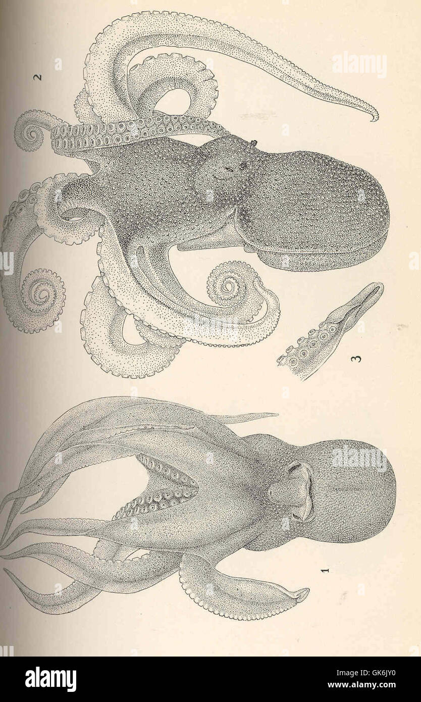 Das Bild zeigt *Polypus hoylei* (eine Art Oktopus) aus einer ventralen Ansicht des Mannes und *Scaeurgus patagiatus* aus einer dorso-lateralen Ansicht des Mannes. Diese Arten sind für Meeresbiologen wegen ihrer einzigartigen Eigenschaften und Verhaltensweisen von Interesse. Stockfoto