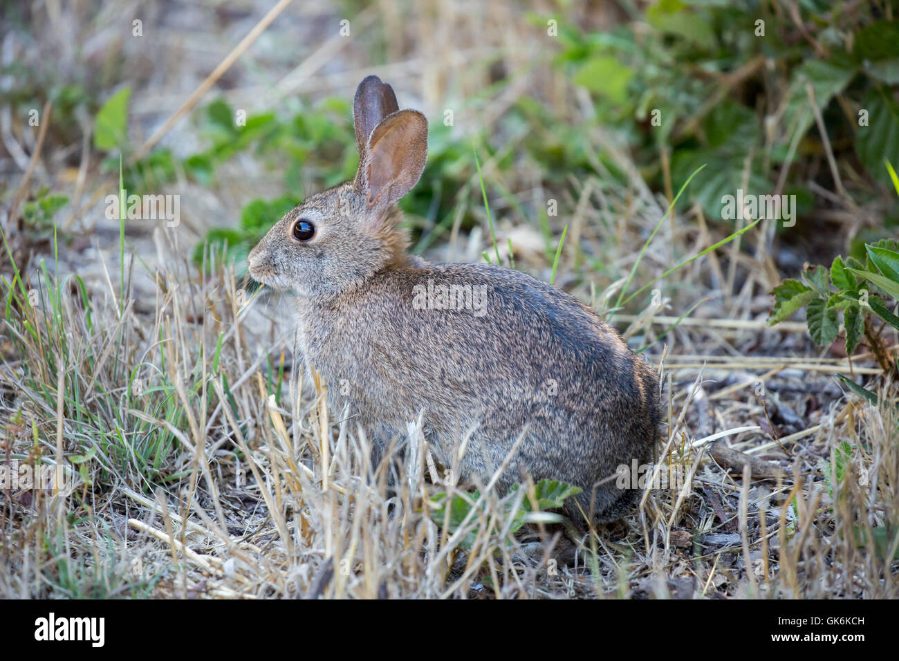 North American Cottontail Kaninchen frisst Gras, Farn und Blätter Stockfoto