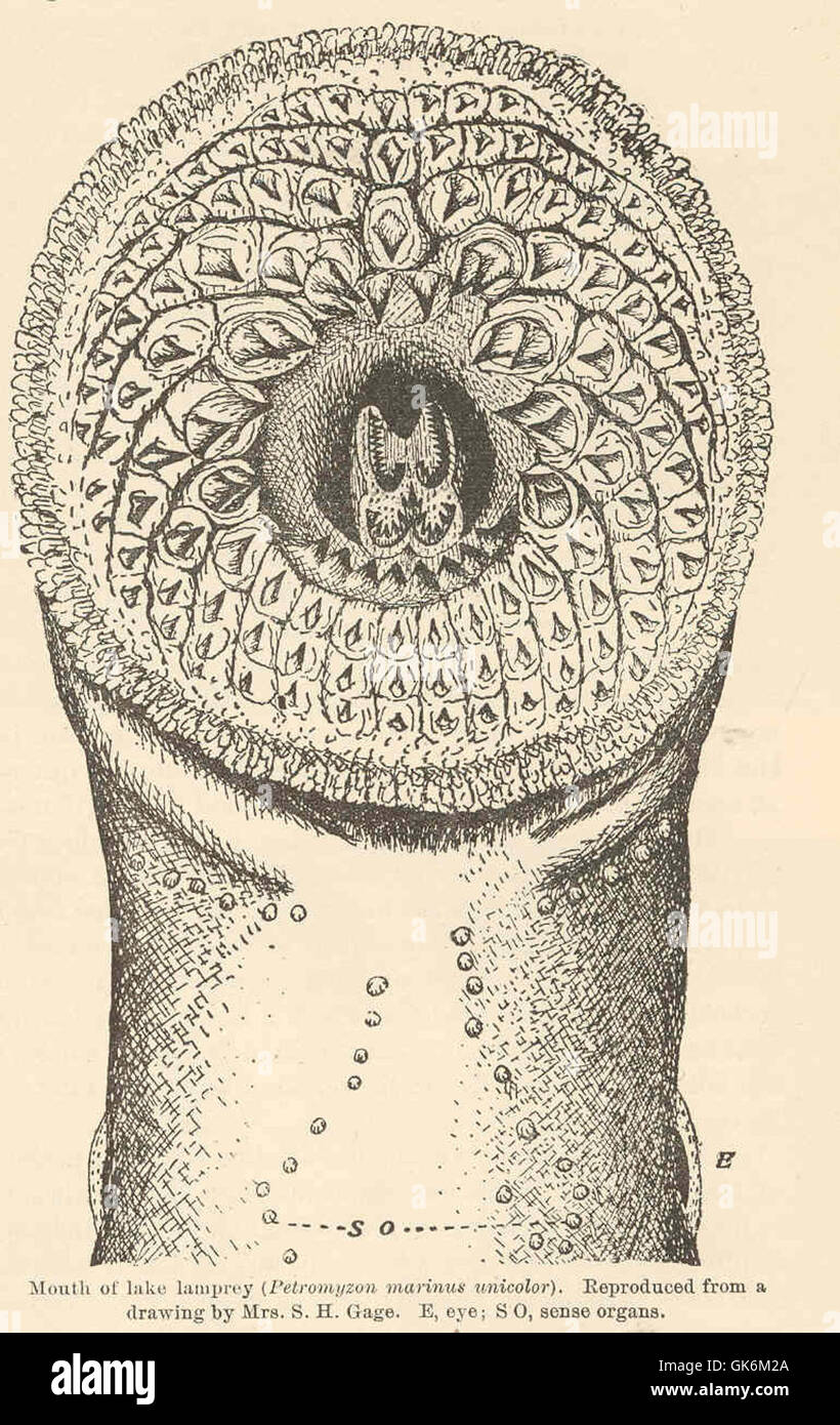 39829 Mündung des Sees Neunaugen (Petromyzon Marinus unicolor) E, Auge; S O, Sinnesorgane Stockfoto