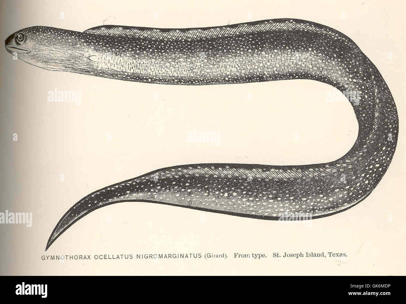 40110 Gymnothorax Ocellatus Nigromarginatus (Girard) vom Typ St Joseph Island, Texas Stockfoto