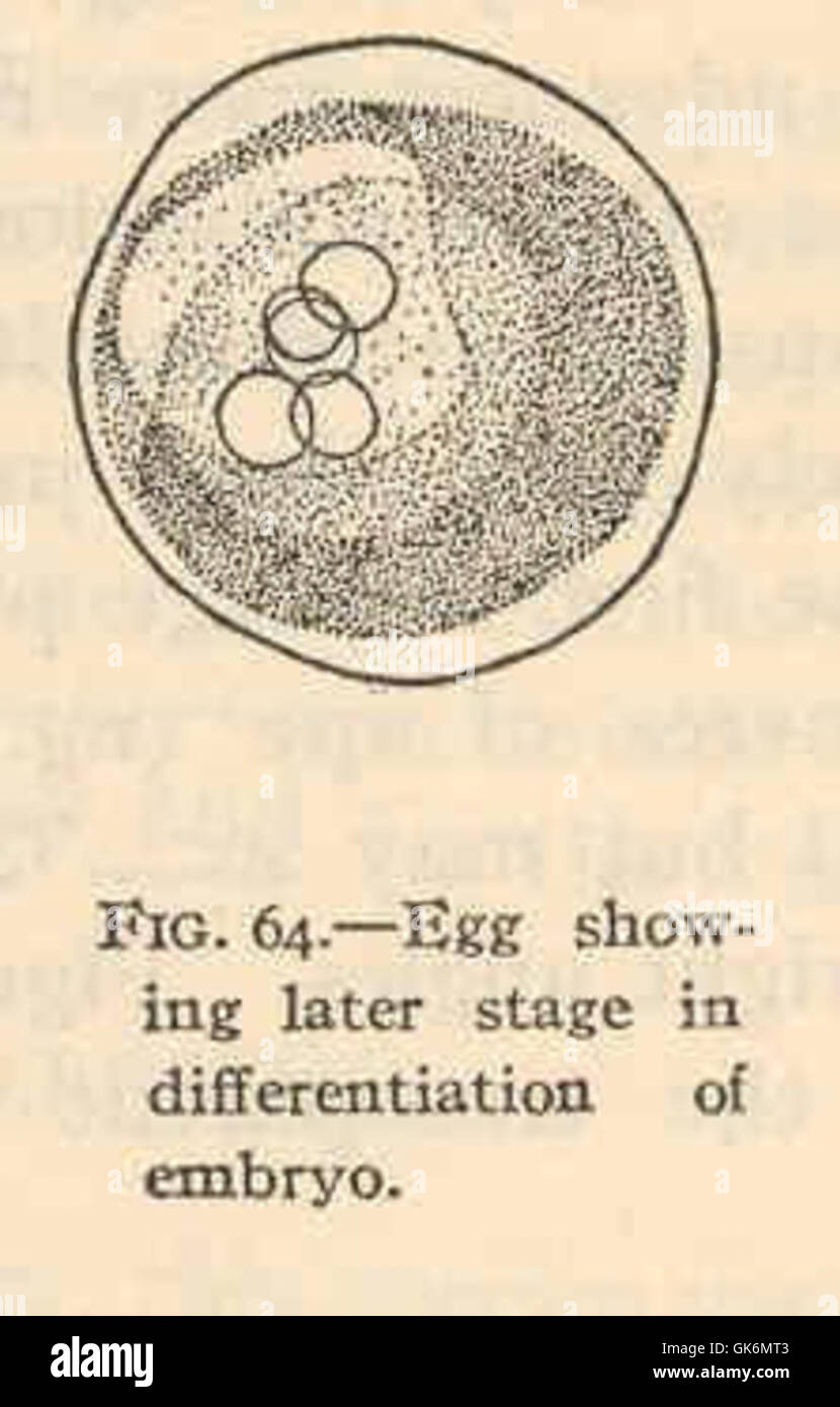 40361 Ctenogobius Stigmaticus - Ei, die spätere Stadien in Differenzierung des Embryos Stockfoto