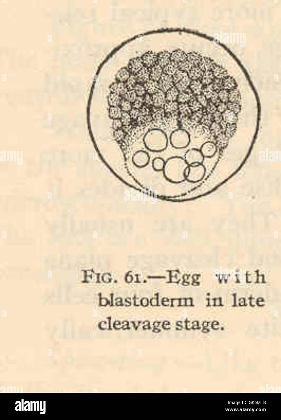 40367 Ctenogobius Stigmaticus - Ei mit Blastoderm im Spätstadium Spaltung Stockfoto