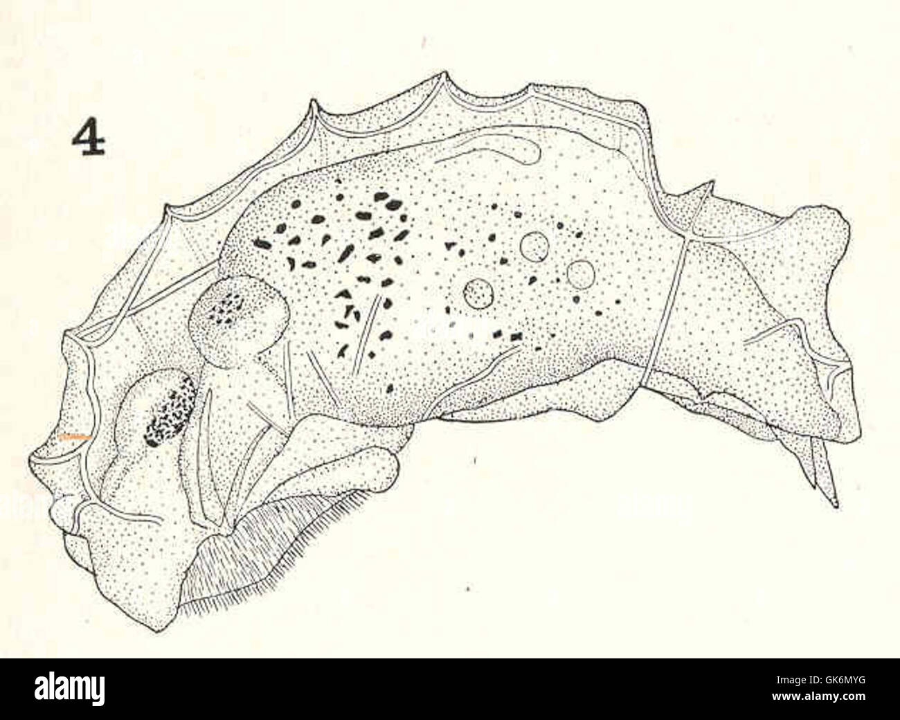*Taphrocampa annulosa* ist eine Meereswurmart mit ausgeprägten ringförmigen Markierungen. Diese Seitenansicht zeigt seinen segmentierten Körper und sein einzigartiges Aussehen in Meeresökosystemen. Stockfoto
